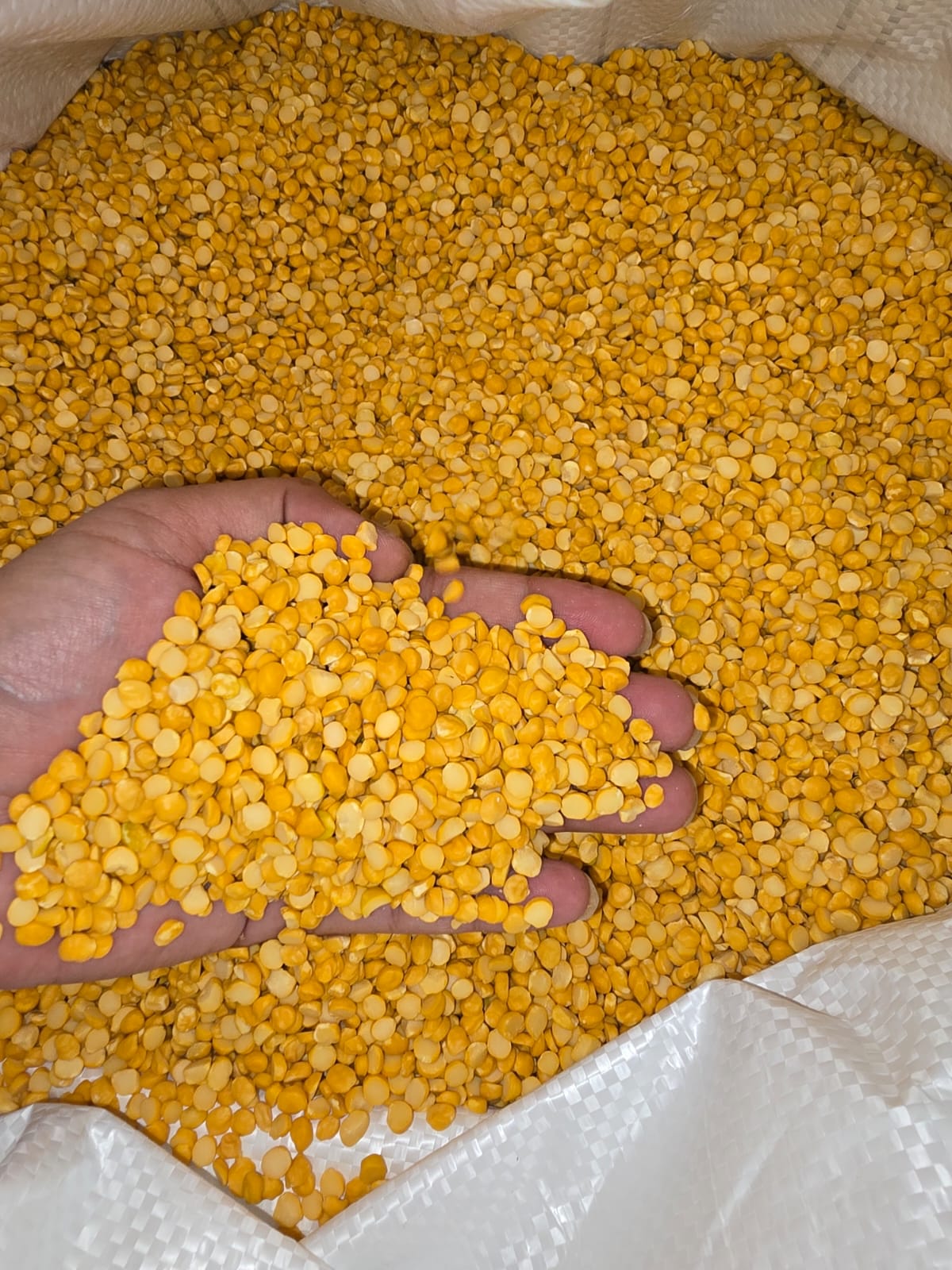 Hand holding carefully selected yellow split chana dal